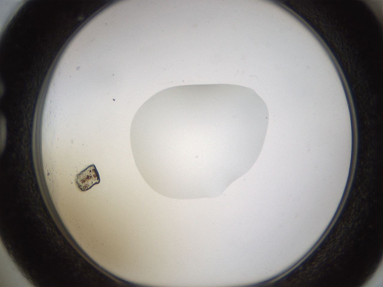 folderID593_plateID1593_batchID6726_wellNum73_profileID1_d1_r105732_ef.jpg