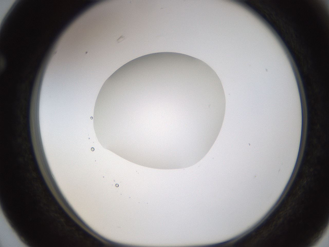 folderID593_plateID1593_batchID6726_wellNum63_profileID1_d1_r105712_ef.jpg