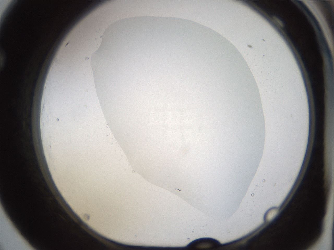 folderID593_plateID1593_batchID6726_wellNum69_profileID1_d1_r105724_ef.jpg