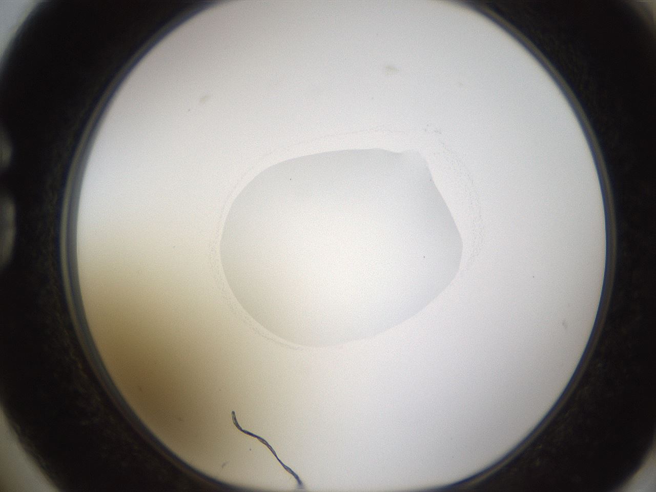 folderID593_plateID1593_batchID6726_wellNum74_profileID1_d1_r105734_ef.jpg
