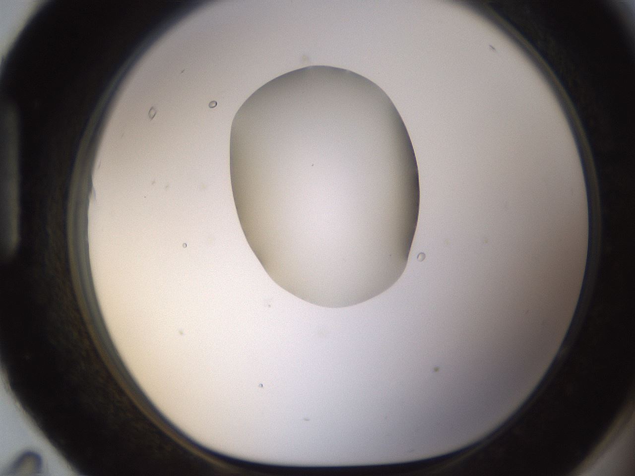 folderID593_plateID1593_batchID6726_wellNum95_profileID1_d1_r105776_ef.jpg