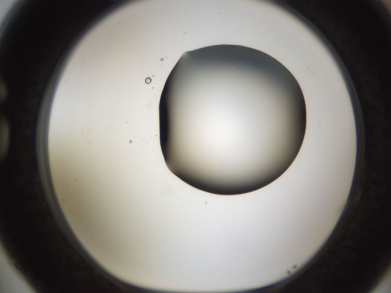 folderID593_plateID1593_batchID6726_wellNum77_profileID1_d1_r105740_ef.jpg