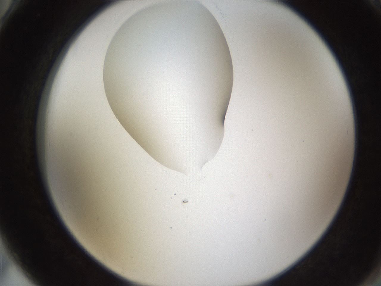 folderID593_plateID1593_batchID6726_wellNum78_profileID1_d2_r105743_ef.jpg