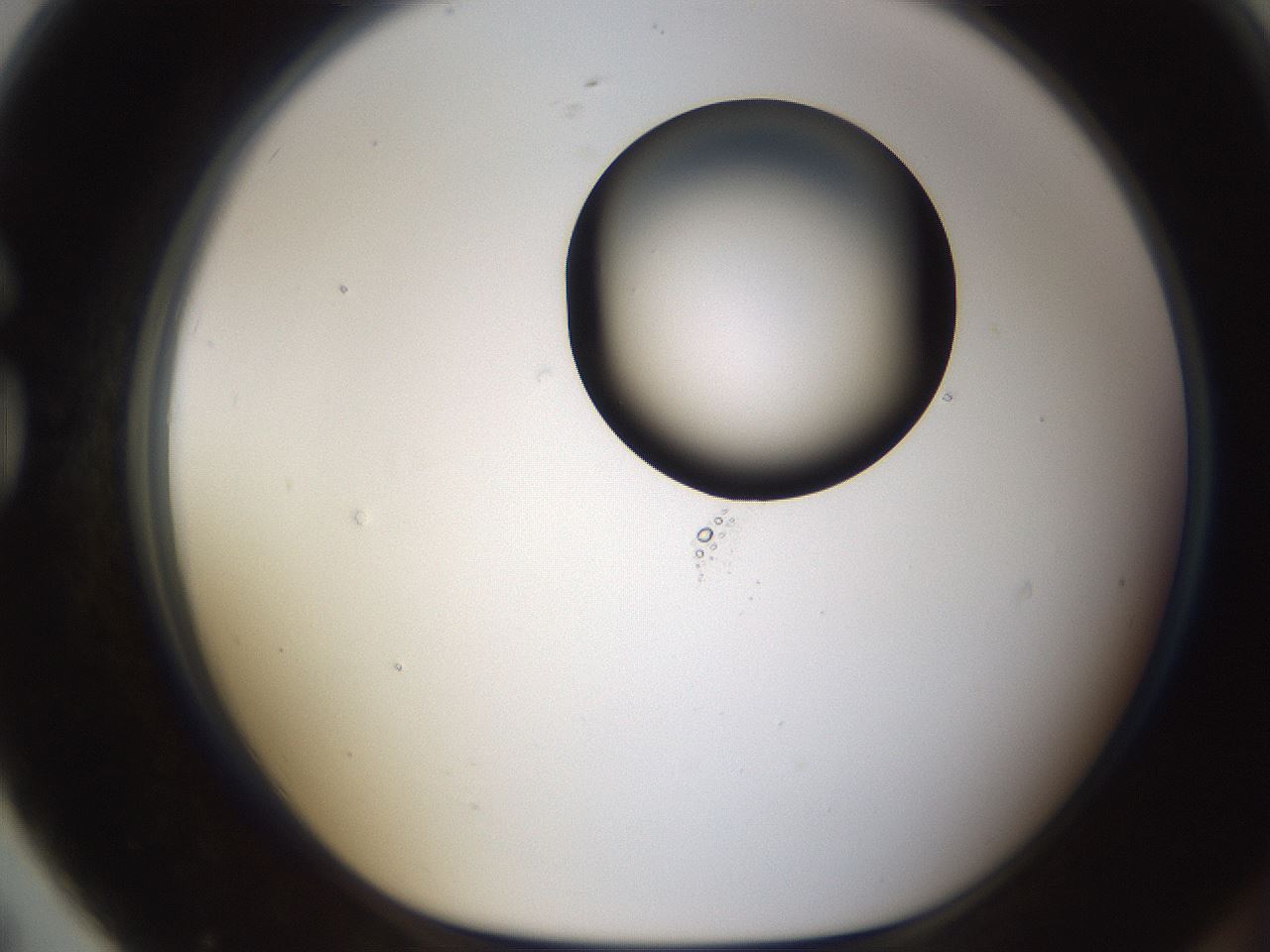folderID593_plateID1593_batchID6726_wellNum79_profileID1_d1_r105744_ef.jpg