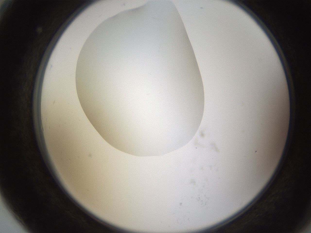 folderID593_plateID1593_batchID6726_wellNum79_profileID1_d2_r105745_ef.jpg