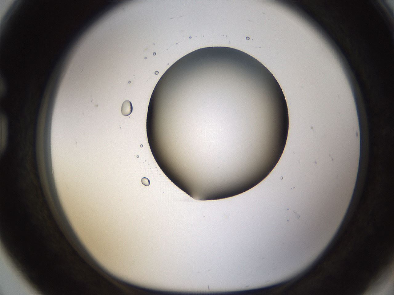 folderID593_plateID1593_batchID6726_wellNum80_profileID1_d1_r105746_ef.jpg