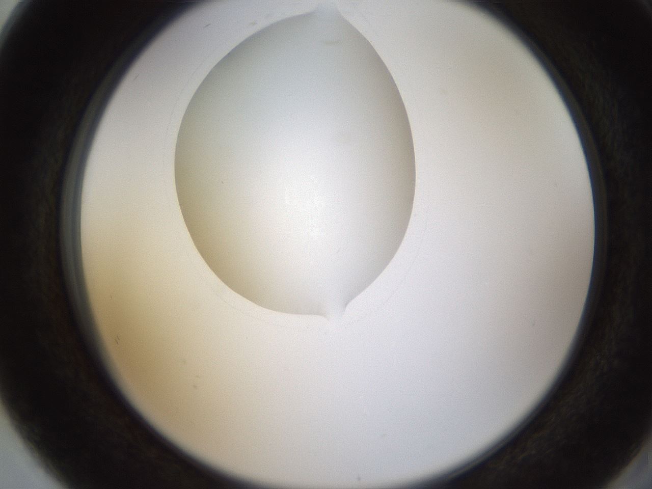 folderID593_plateID1593_batchID6726_wellNum80_profileID1_d2_r105747_ef.jpg