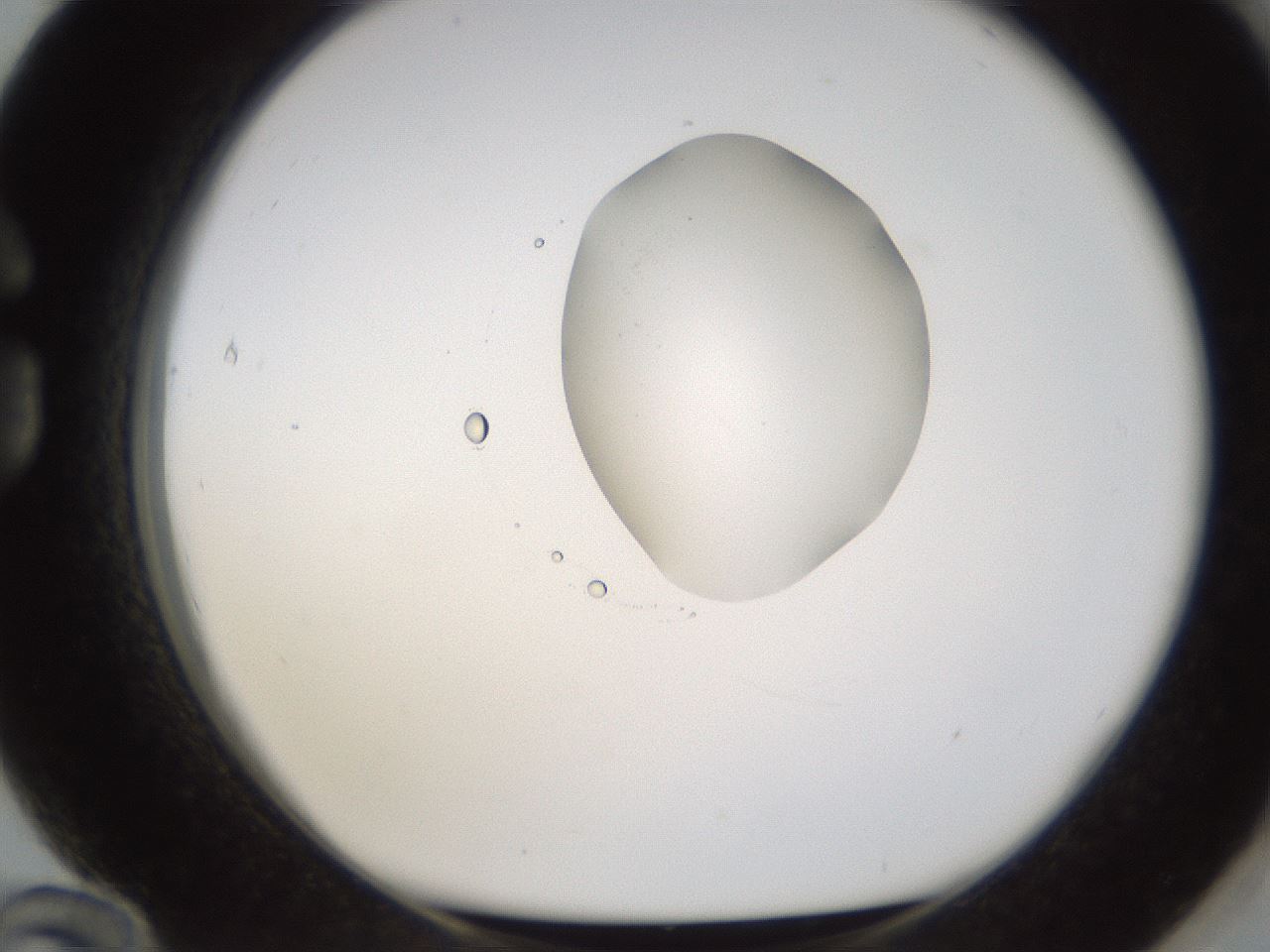 folderID593_plateID1593_batchID6726_wellNum84_profileID1_d1_r105754_ef.jpg