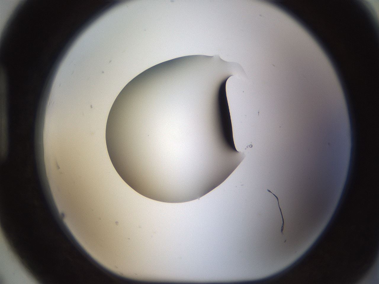 folderID593_plateID1593_batchID6726_wellNum91_profileID1_d1_r105768_ef.jpg