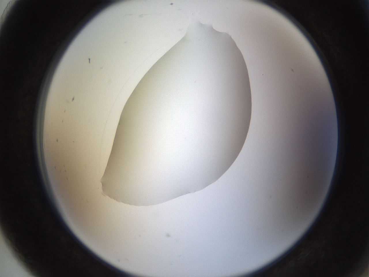 folderID593_plateID1593_batchID6726_wellNum91_profileID1_d2_r105769_ef.jpg
