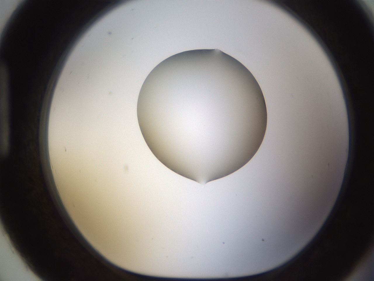 folderID593_plateID1593_batchID6726_wellNum93_profileID1_d1_r105772_ef.jpg