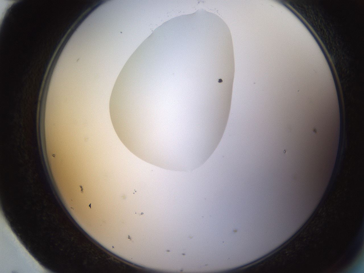folderID593_plateID1593_batchID6726_wellNum95_profileID1_d2_r105777_ef.jpg