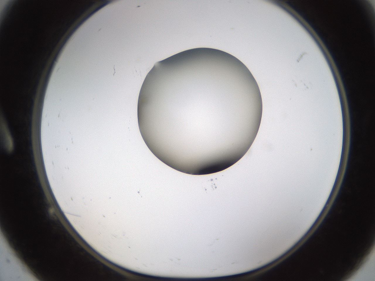 folderID593_plateID1593_batchID6726_wellNum9_profileID1_d1_r105604_ef.jpg