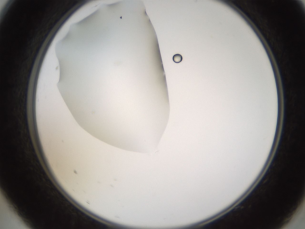 folderID593_plateID1593_batchID6726_wellNum9_profileID1_d2_r105605_ef.jpg