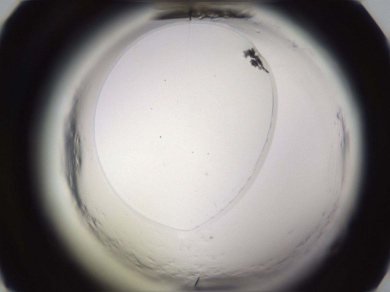 folderID593_plateID2593_batchID13183_wellNum28_profileID1_d1_r204283_ef.jpg