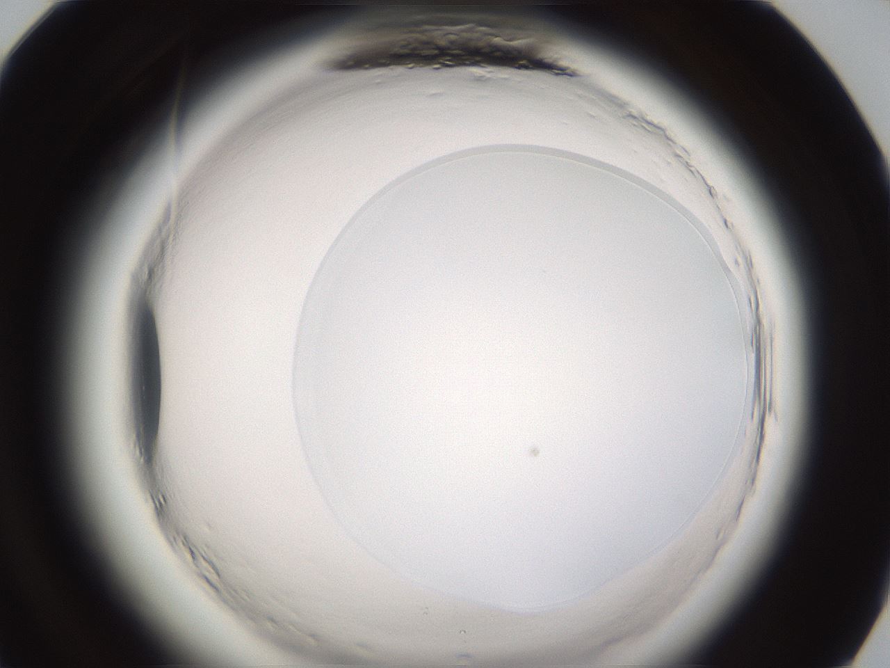 folderID593_plateID2593_batchID13183_wellNum84_profileID1_d1_r204451_ef.jpg