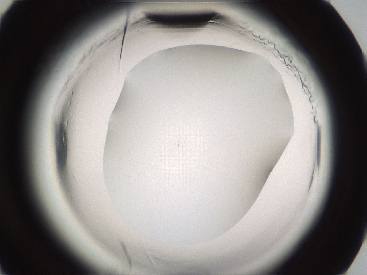folderID593_plateID2593_batchID13183_wellNum90_profileID1_d3_r204471_ef.jpg