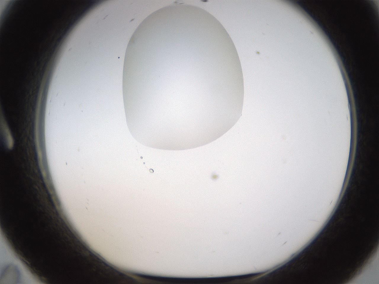 folderID594_plateID1594_batchID6733_wellNum11_profileID1_d1_r106952_ef.jpg