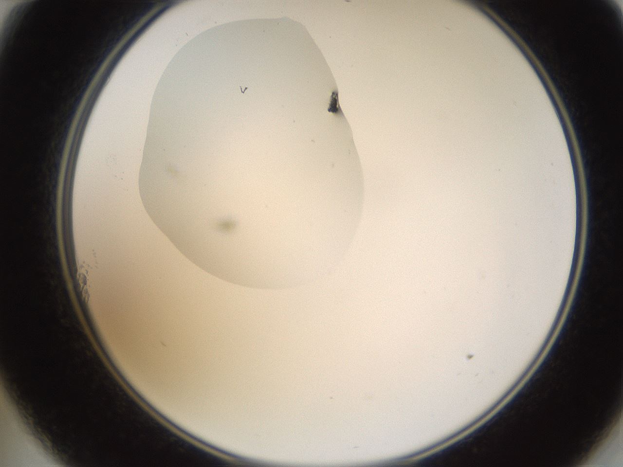folderID594_plateID1594_batchID6733_wellNum11_profileID1_d2_r106953_ef.jpg