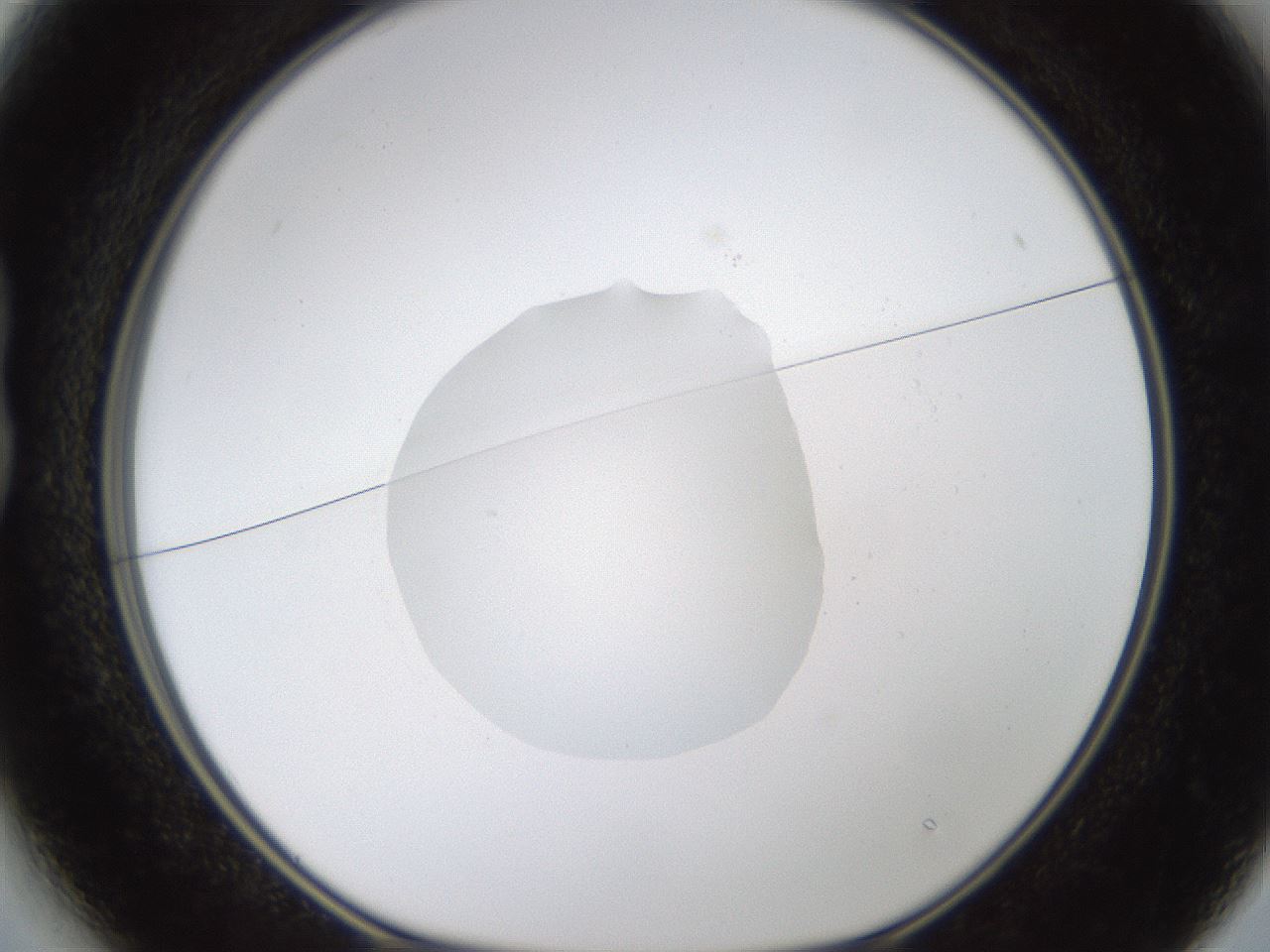 folderID594_plateID1594_batchID6733_wellNum13_profileID1_d1_r106956_ef.jpg