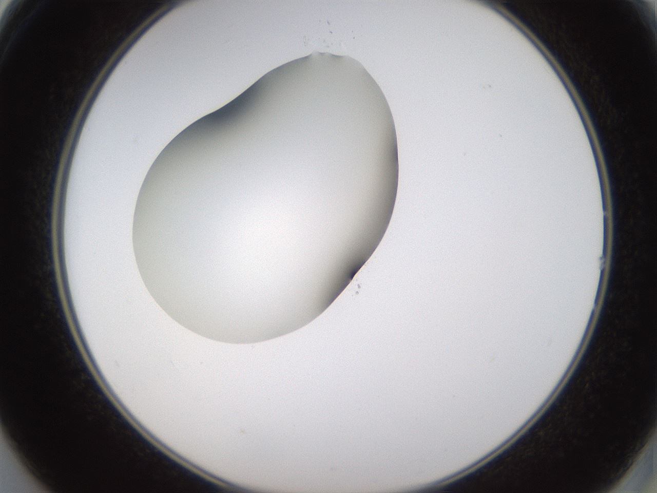 folderID594_plateID1594_batchID6733_wellNum14_profileID1_d2_r106959_ef.jpg