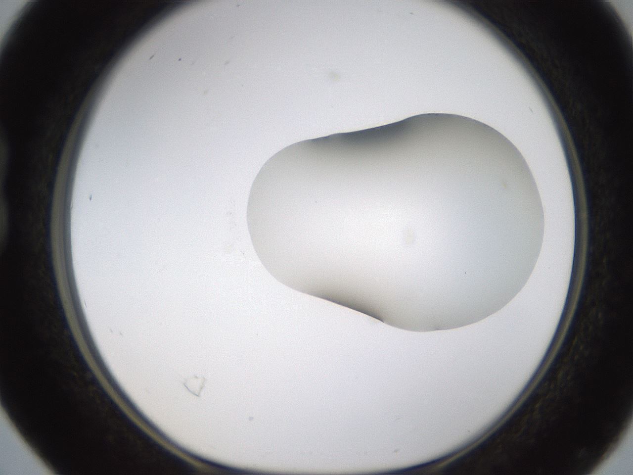 folderID594_plateID1594_batchID6733_wellNum16_profileID1_d1_r106962_ef.jpg