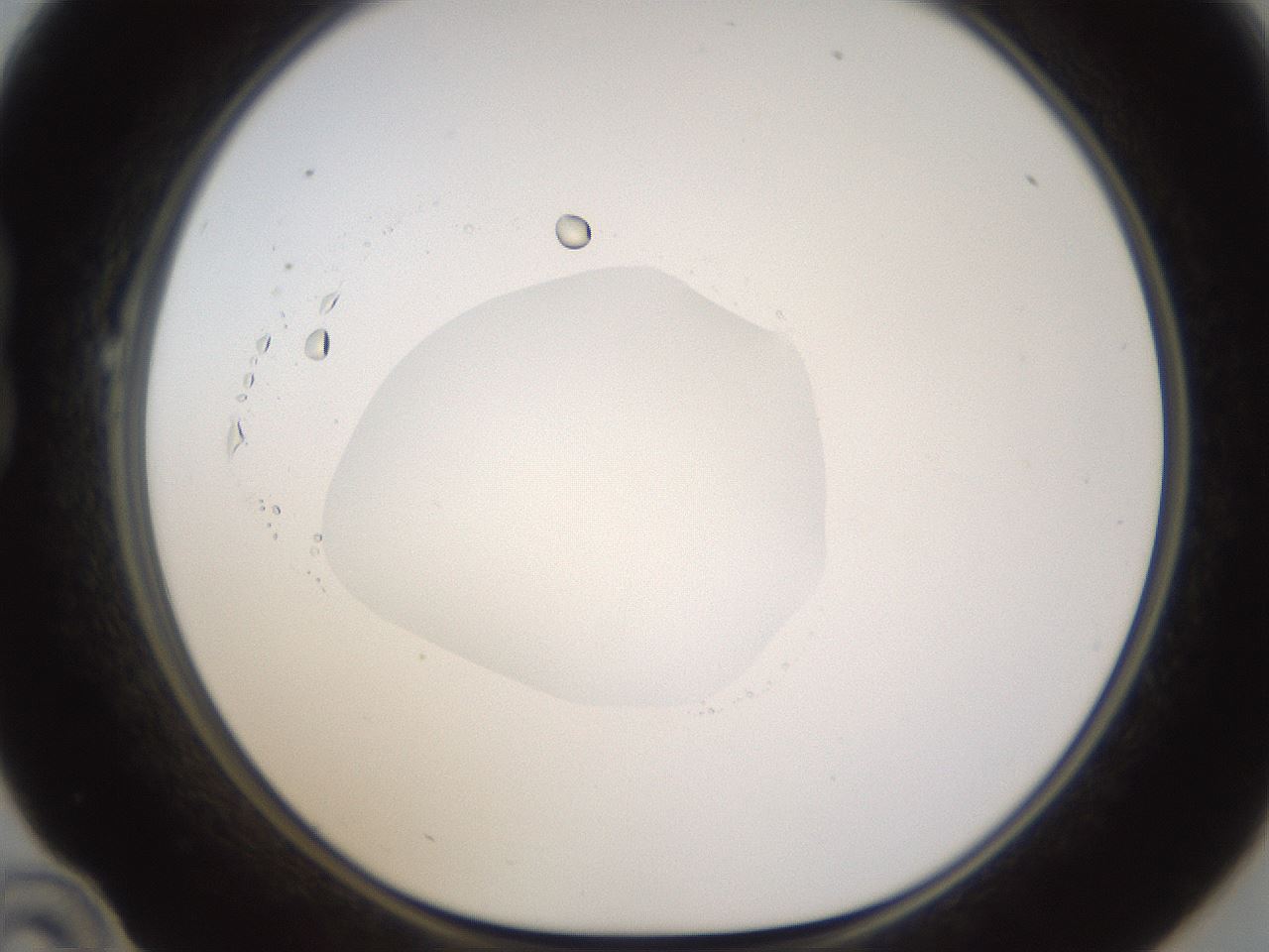 folderID594_plateID1594_batchID6733_wellNum22_profileID1_d1_r106974_ef.jpg
