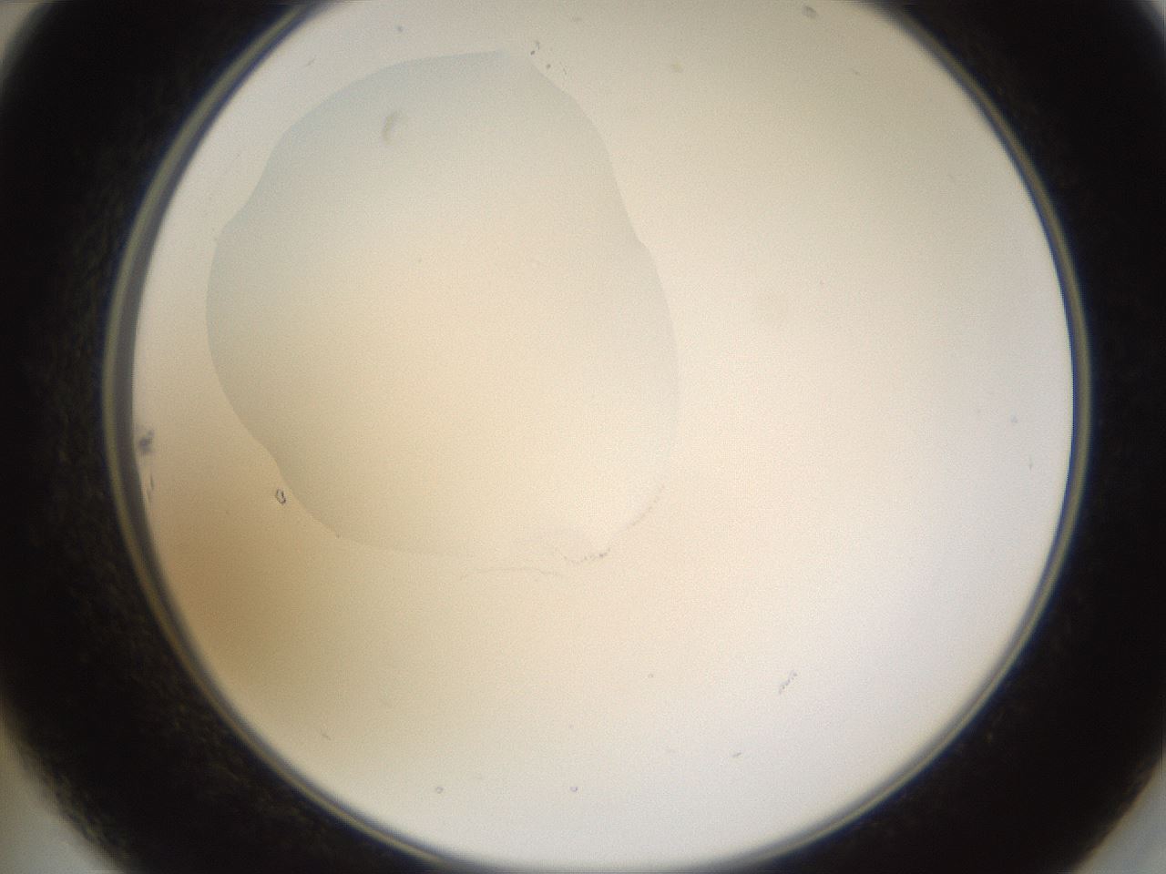 folderID594_plateID1594_batchID6733_wellNum22_profileID1_d2_r106975_ef.jpg