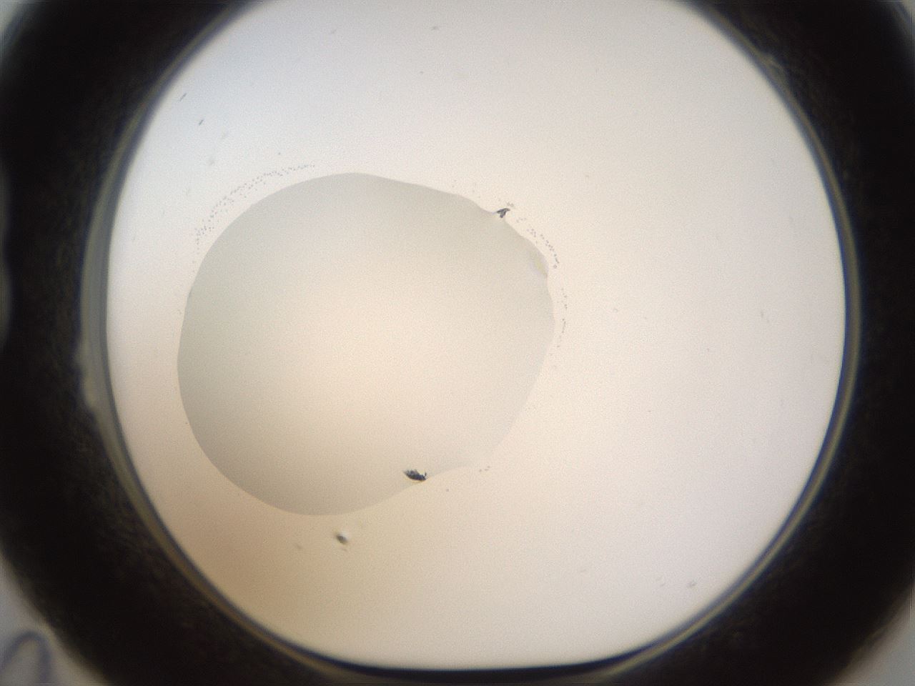 folderID594_plateID1594_batchID6733_wellNum23_profileID1_d1_r106976_ef.jpg
