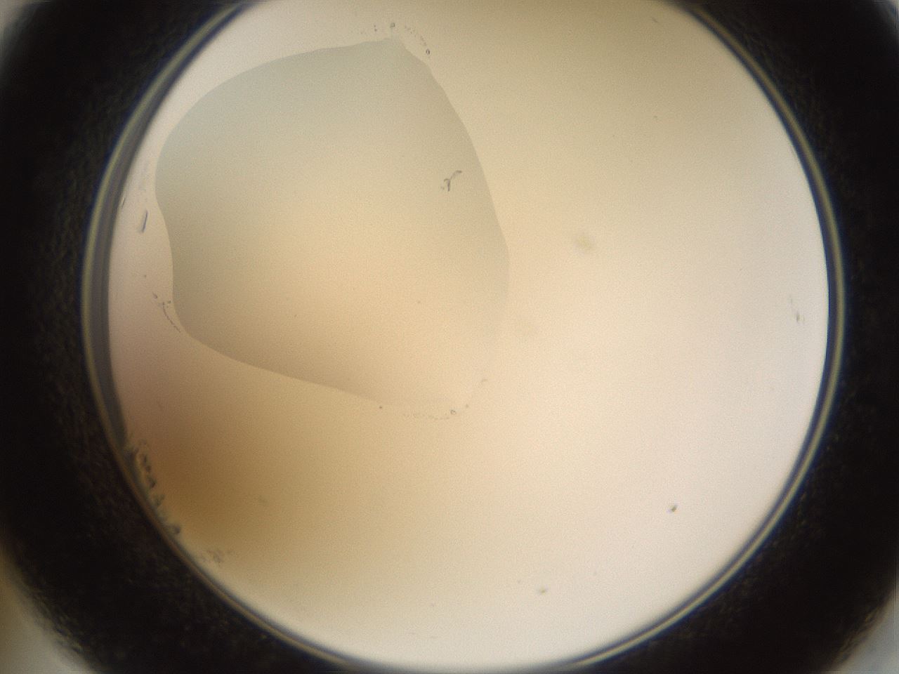 folderID594_plateID1594_batchID6733_wellNum23_profileID1_d2_r106977_ef.jpg