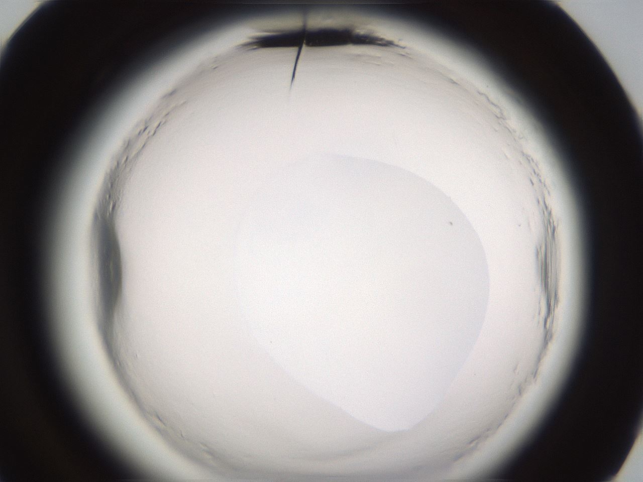 folderID593_plateID2593_batchID13183_wellNum84_profileID1_d3_r204453_ef.jpg