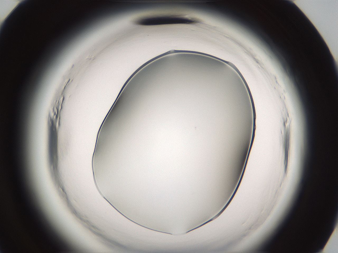 folderID593_plateID2593_batchID13183_wellNum95_profileID1_d3_r204486_ef.jpg