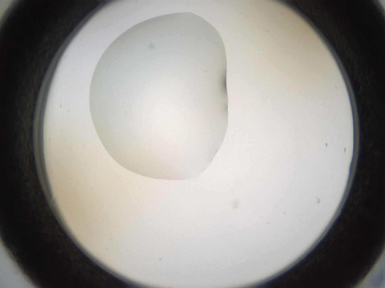 folderID594_plateID1594_batchID6733_wellNum30_profileID1_d2_r106991_ef.jpg