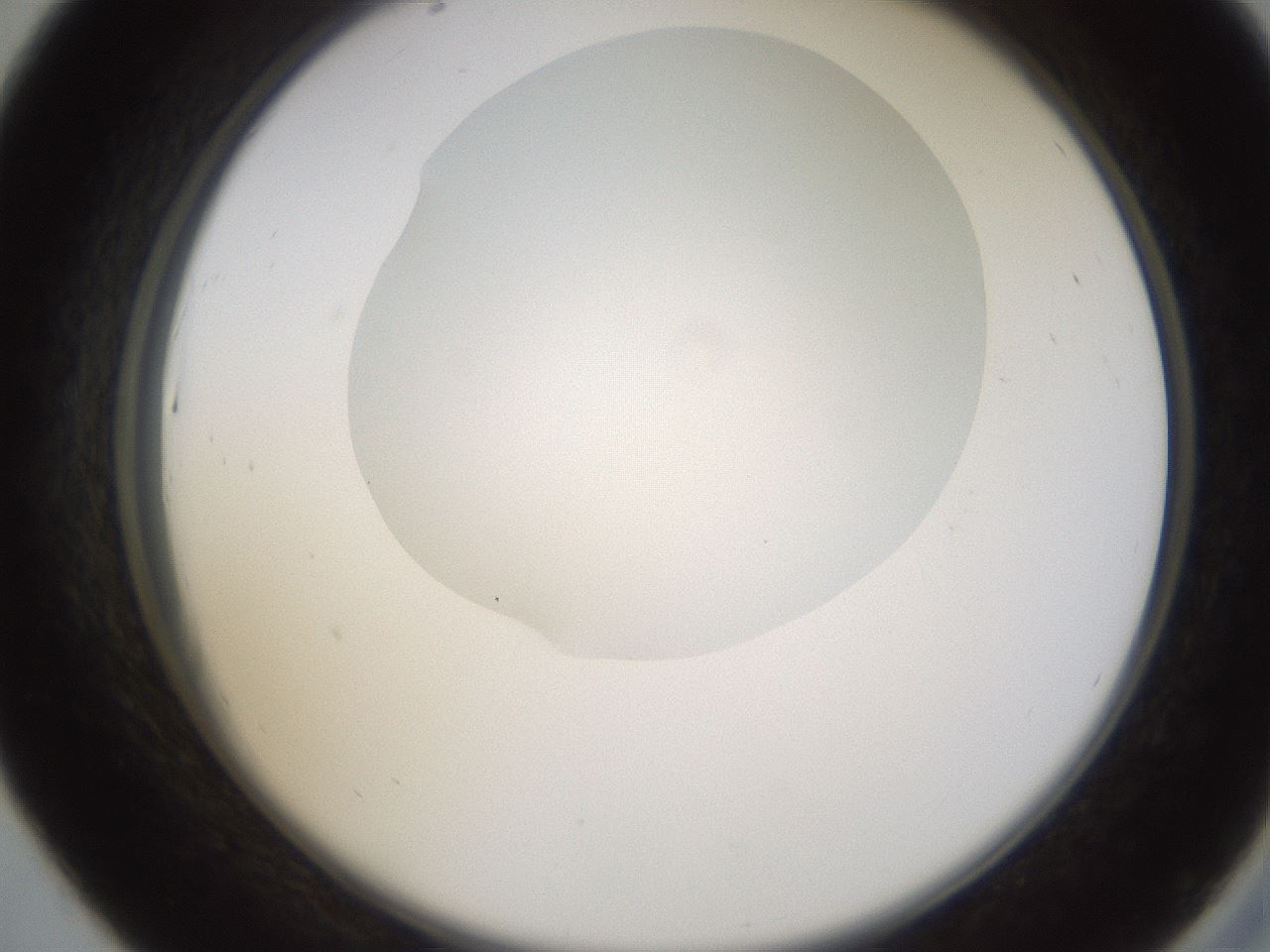 folderID594_plateID1594_batchID6733_wellNum43_profileID1_d2_r107017_ef.jpg