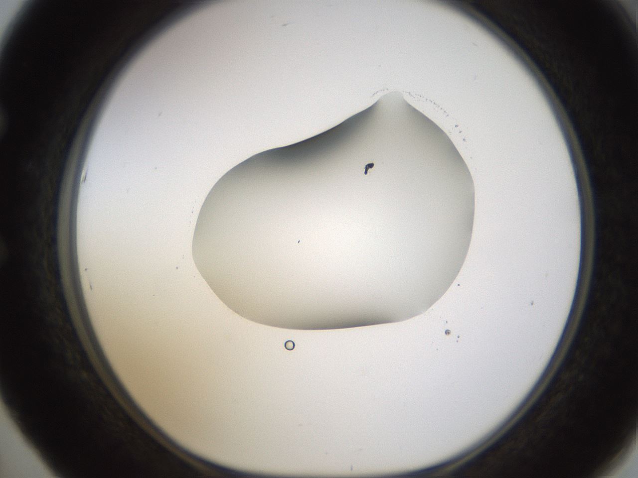 folderID594_plateID1594_batchID6733_wellNum53_profileID1_d1_r107036_ef.jpg