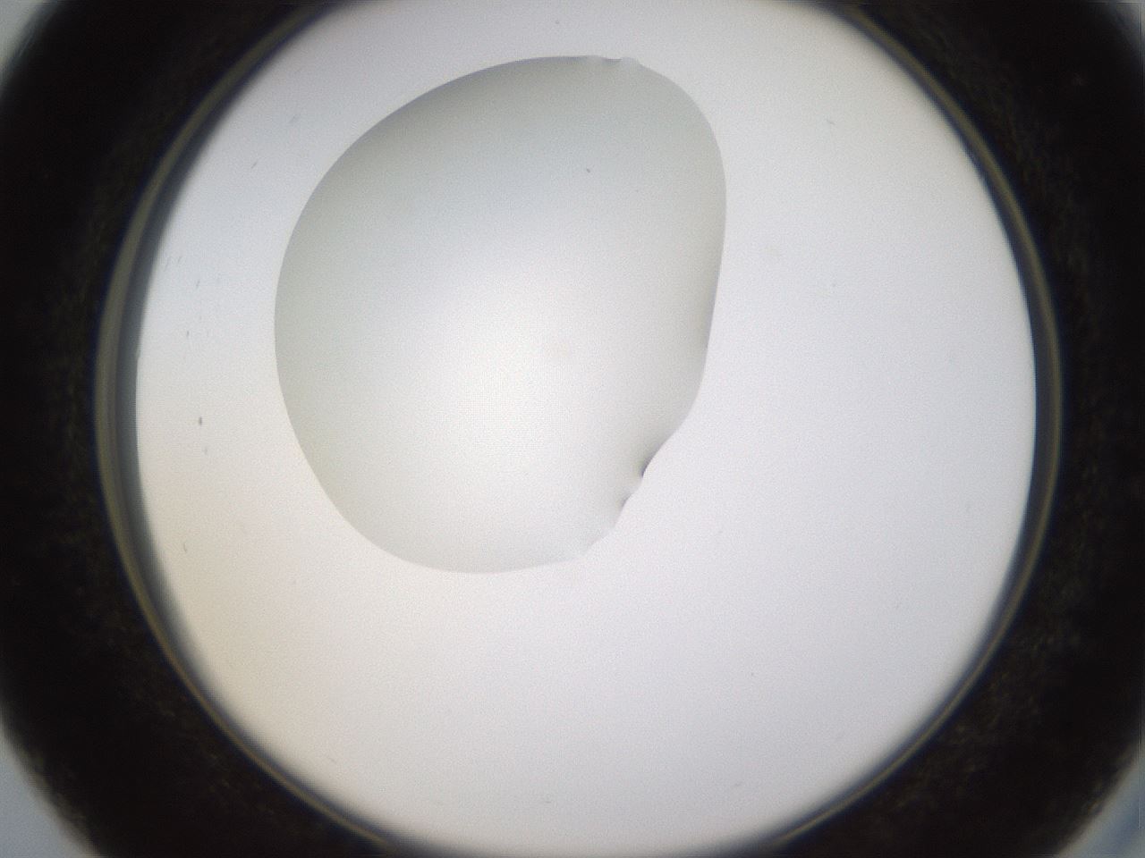 folderID594_plateID1594_batchID6733_wellNum27_profileID1_d2_r106985_ef.jpg