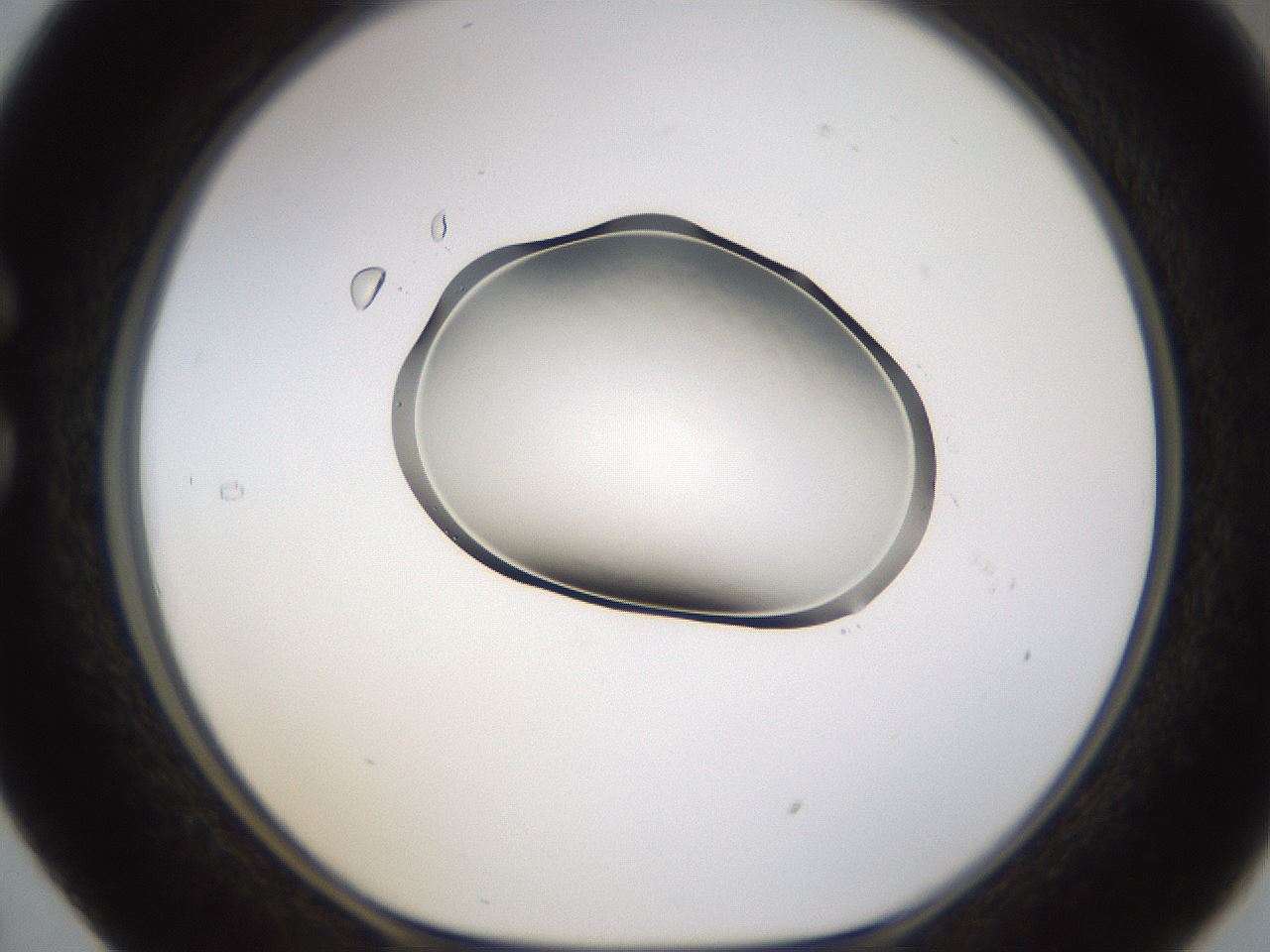 folderID594_plateID1594_batchID6733_wellNum29_profileID1_d1_r106988_ef.jpg