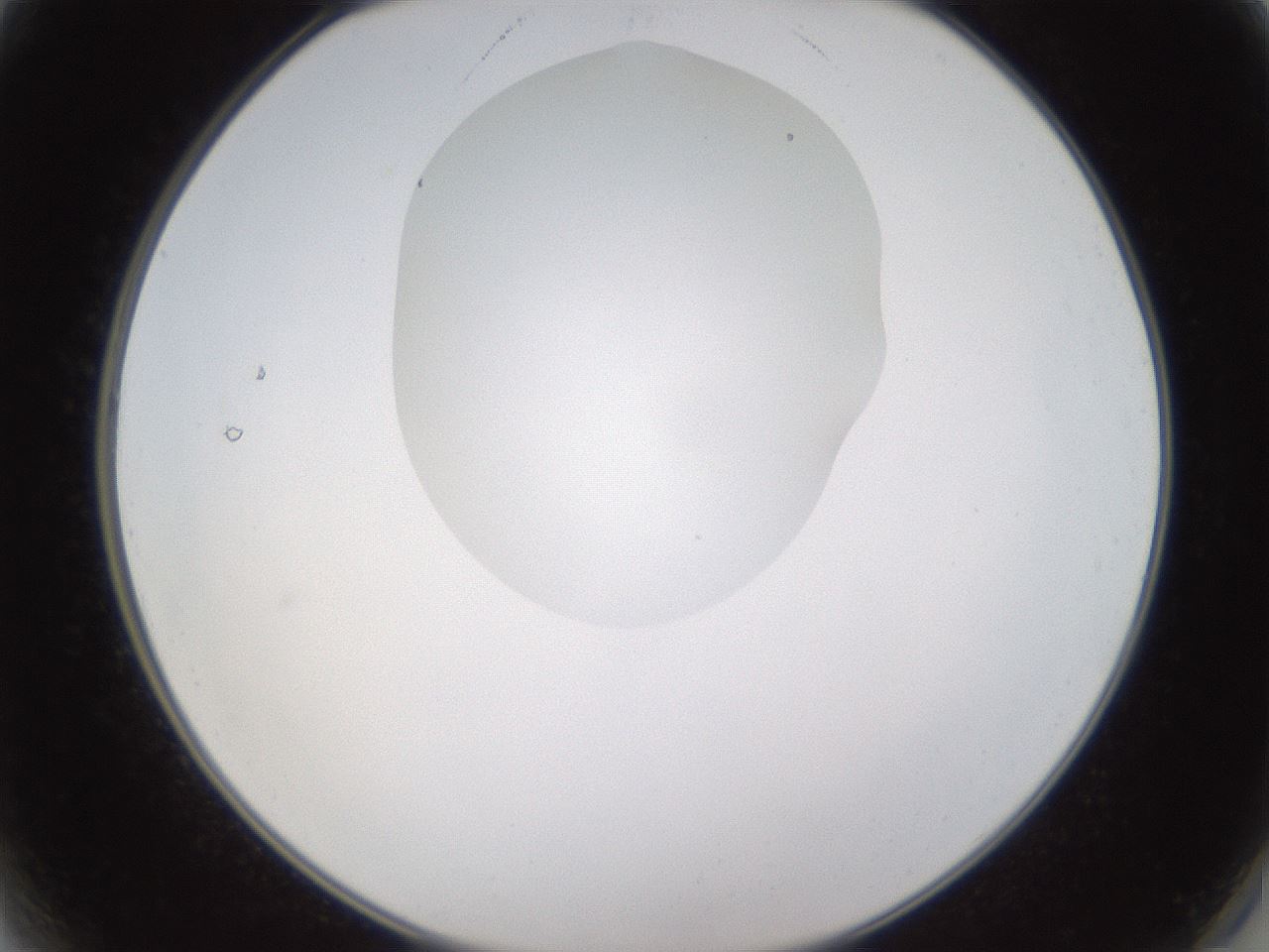 folderID594_plateID1594_batchID6733_wellNum2_profileID1_d2_r106935_ef.jpg