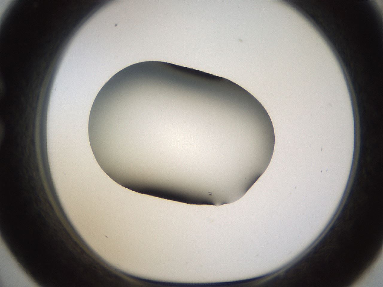 folderID594_plateID1594_batchID6733_wellNum33_profileID1_d1_r106996_ef.jpg