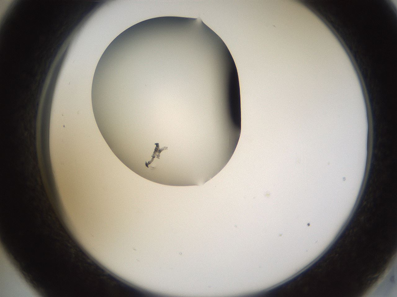 folderID594_plateID1594_batchID6733_wellNum33_profileID1_d2_r106997_ef.jpg
