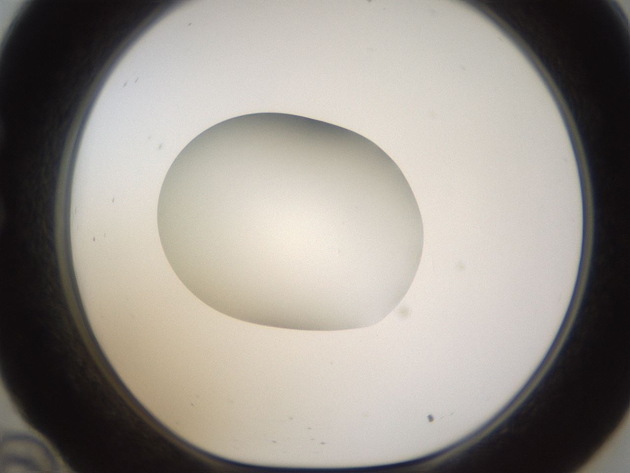 folderID594_plateID1594_batchID6733_wellNum34_profileID1_d1_r106998_ef.jpg
