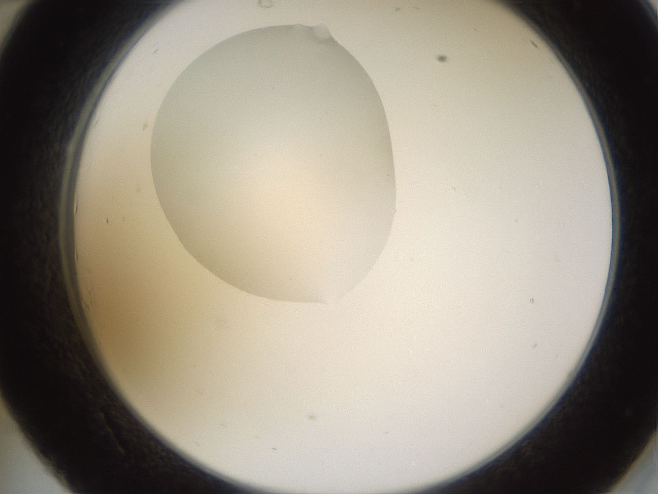 folderID594_plateID1594_batchID6733_wellNum34_profileID1_d2_r106999_ef.jpg