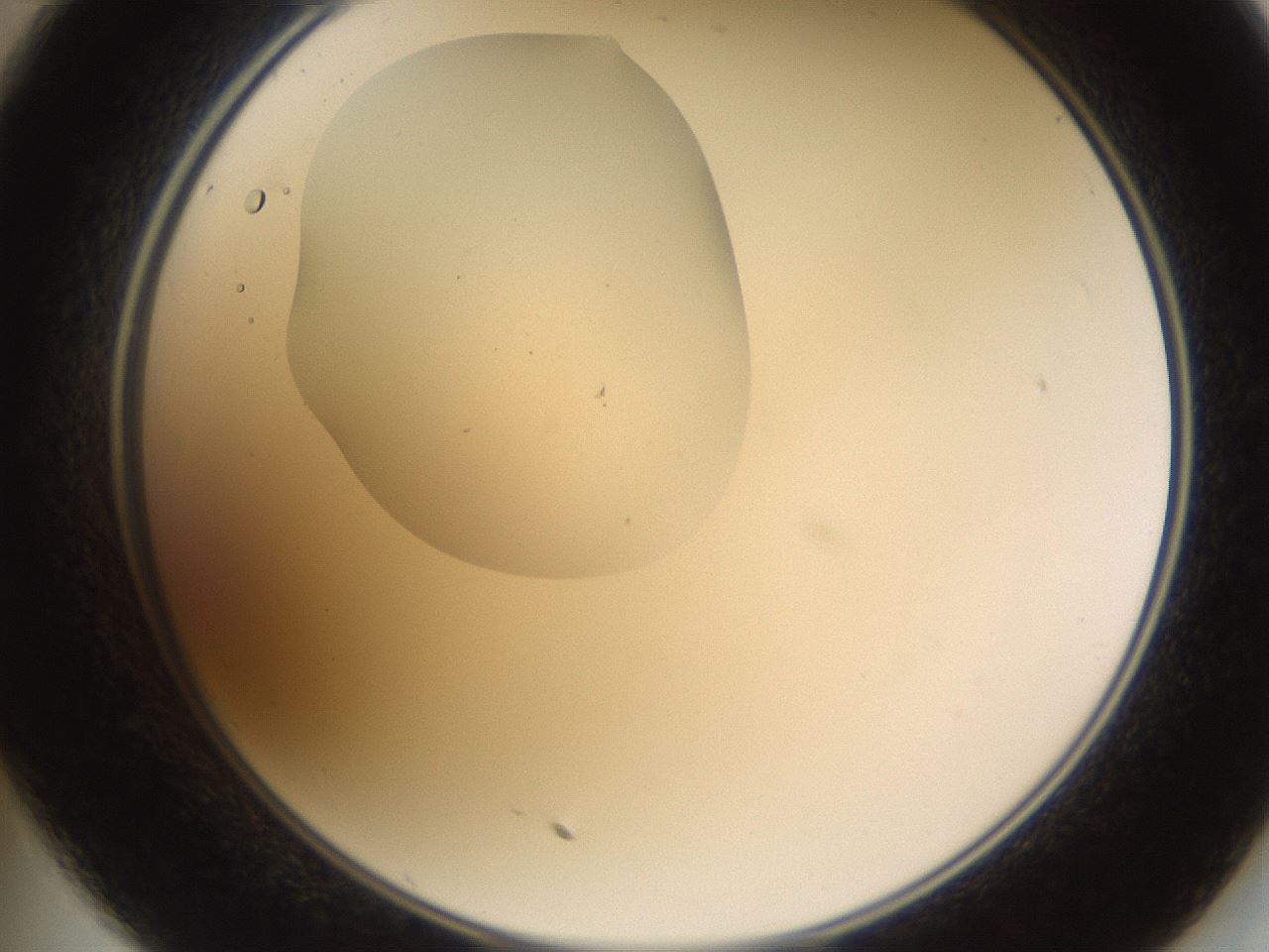 folderID594_plateID1594_batchID6733_wellNum35_profileID1_d2_r107001_ef.jpg