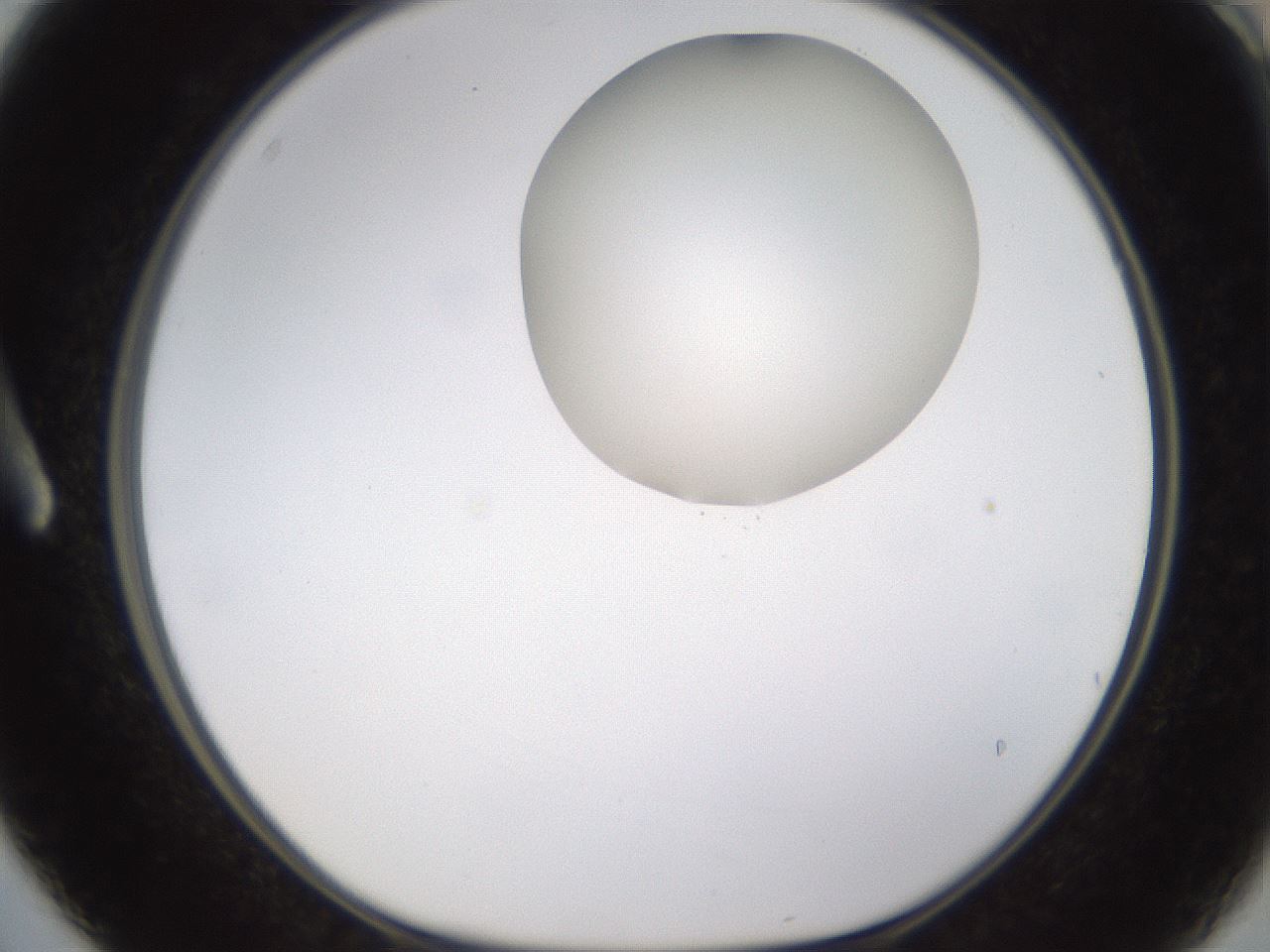 folderID594_plateID1594_batchID6733_wellNum3_profileID1_d1_r106936_ef.jpg