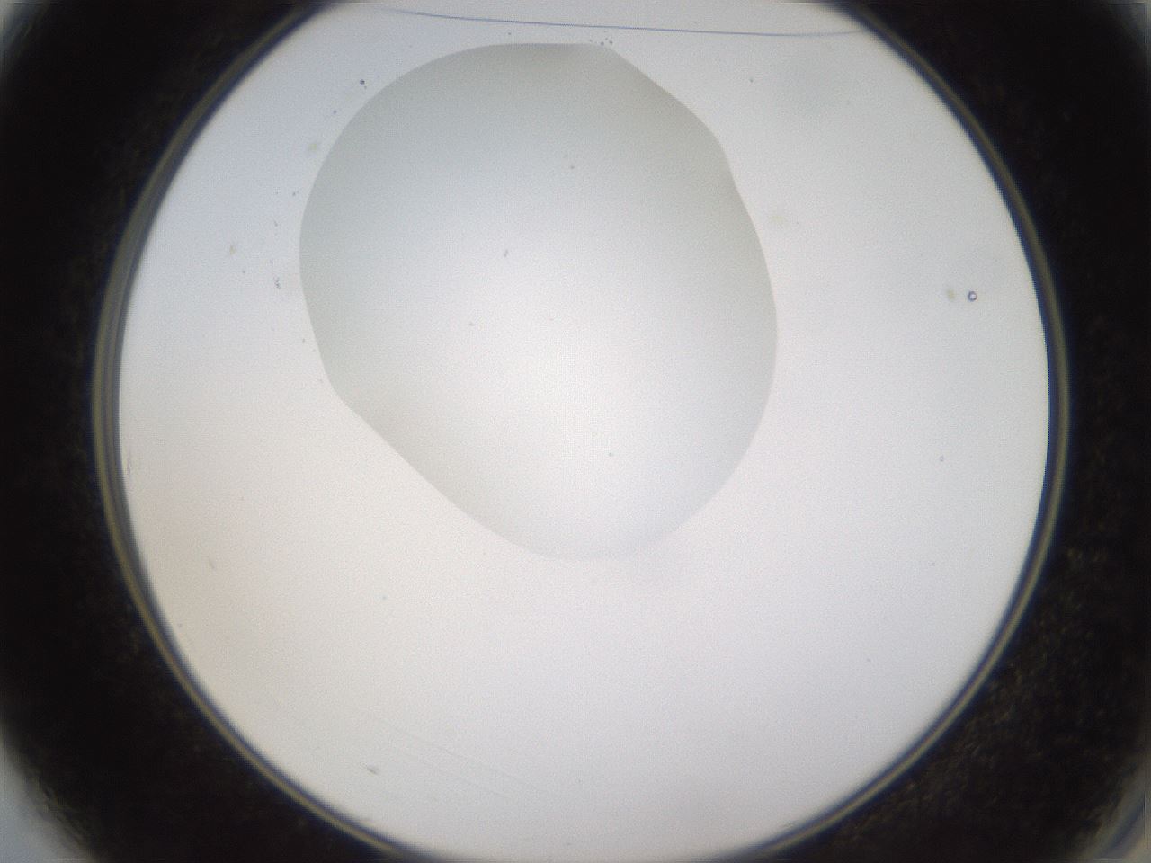 folderID594_plateID1594_batchID6733_wellNum3_profileID1_d2_r106937_ef.jpg