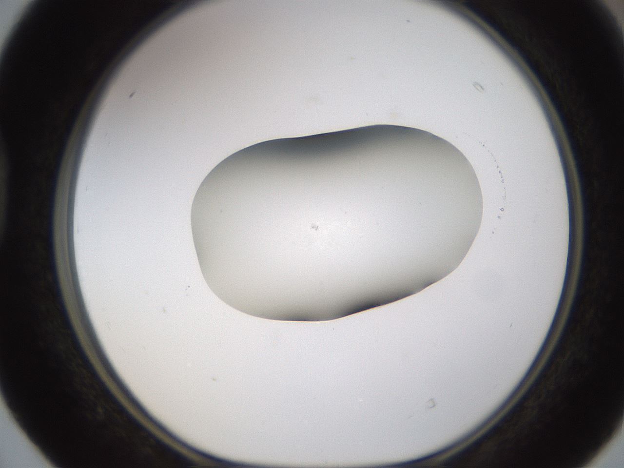 folderID594_plateID1594_batchID6733_wellNum40_profileID1_d1_r107010_ef.jpg