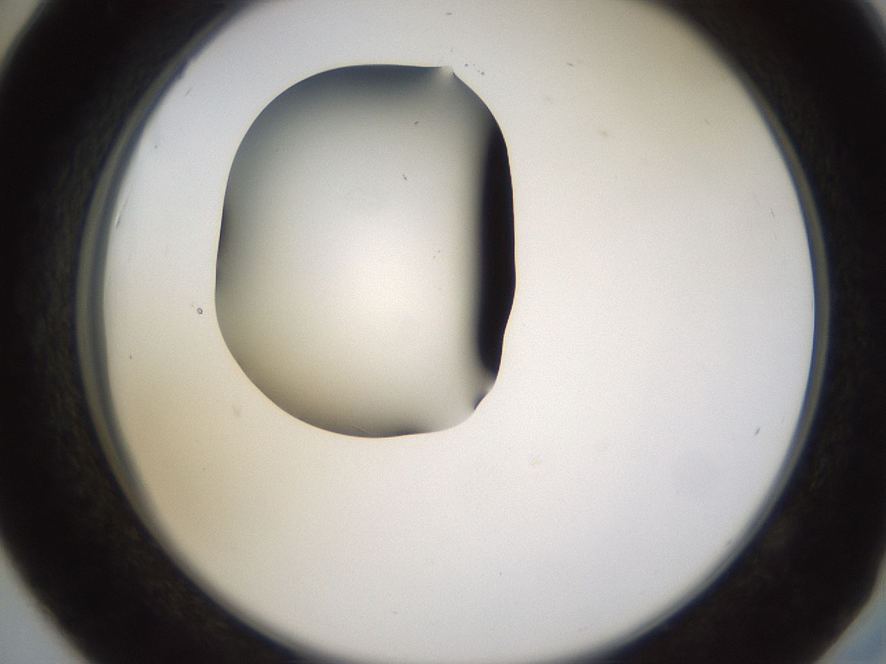 folderID594_plateID1594_batchID6733_wellNum42_profileID1_d2_r107015_ef.jpg