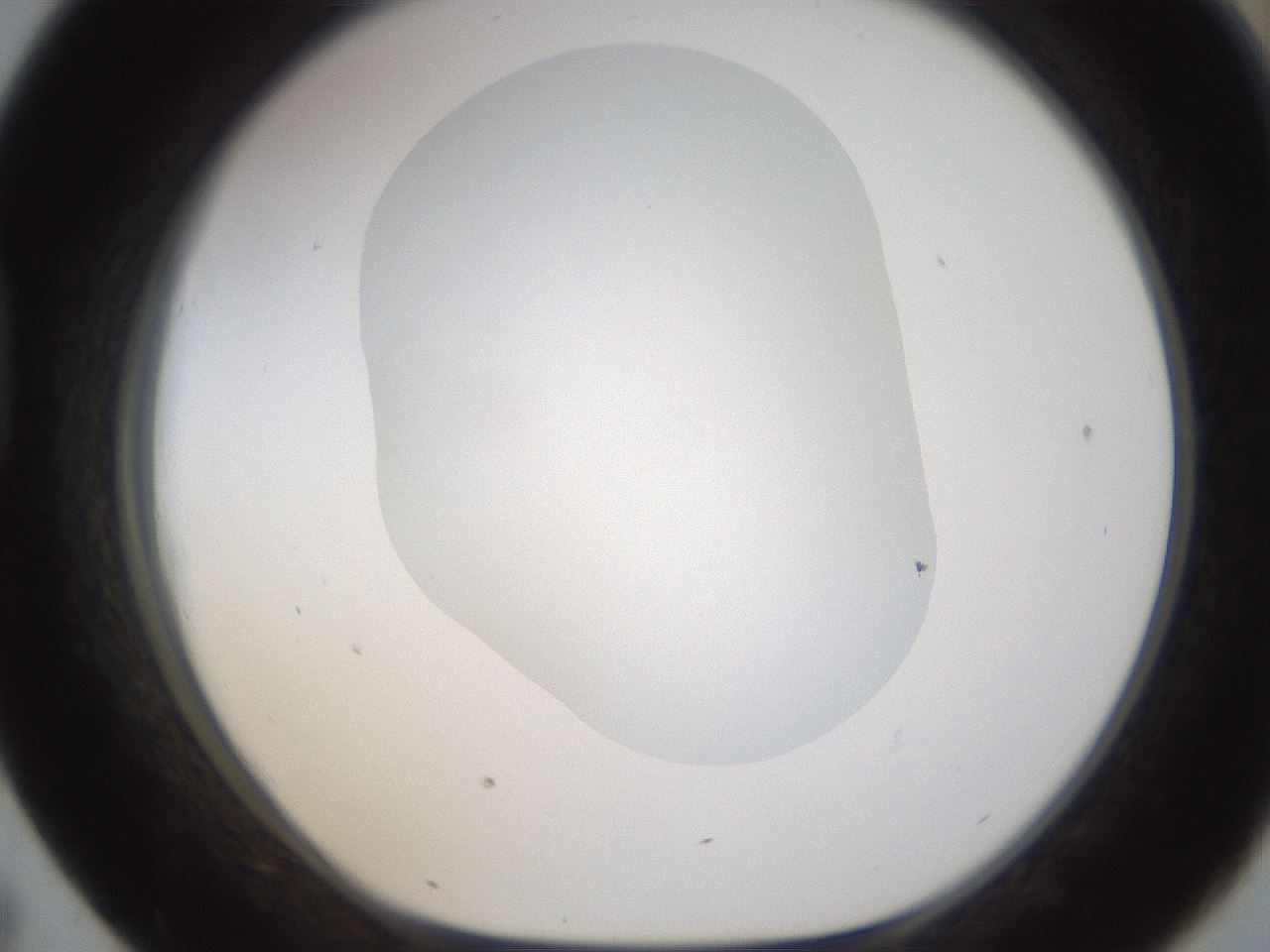 folderID594_plateID1594_batchID6733_wellNum43_profileID1_d1_r107016_ef.jpg
