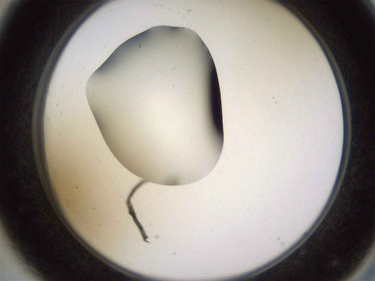 folderID594_plateID1594_batchID6733_wellNum44_profileID1_d2_r107019_ef.jpg