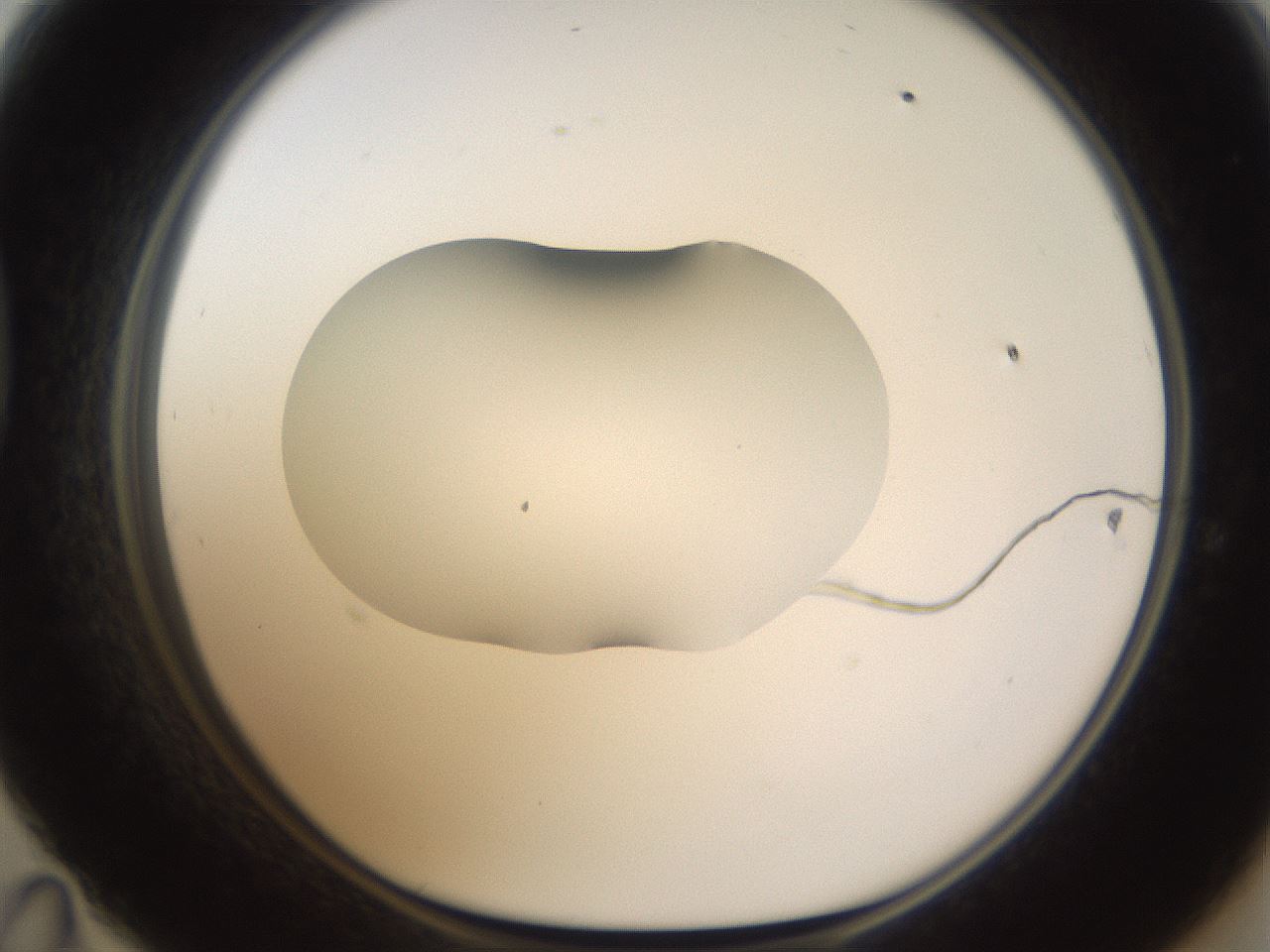 folderID594_plateID1594_batchID6733_wellNum47_profileID1_d1_r107024_ef.jpg